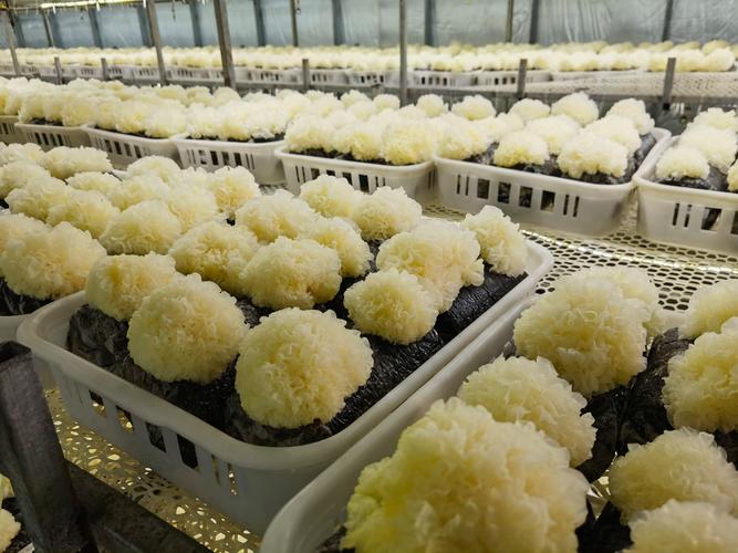 4月14日,太康县水润君赵食用菌基地里两名工作人员正通过网络介绍该